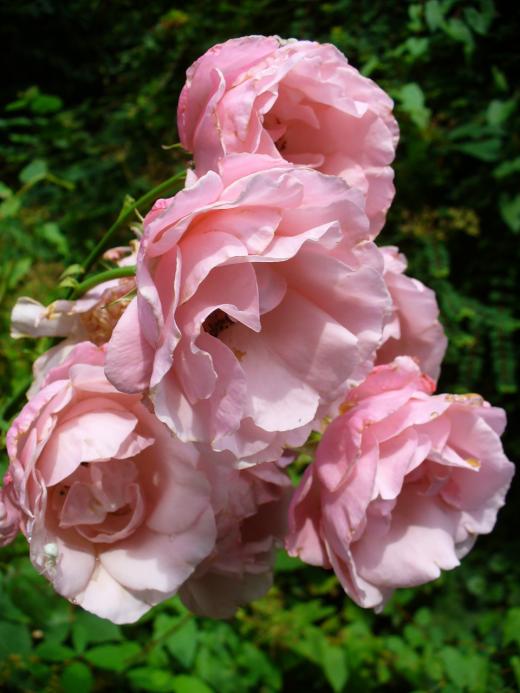 Rosen Rosen