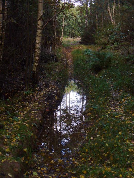  Alter Forstweg